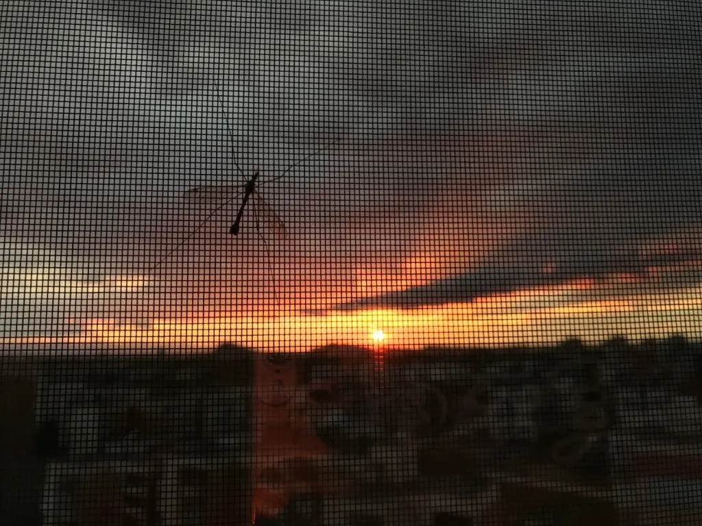 Montage, Reparatur und Verkauf von Insektenschutz